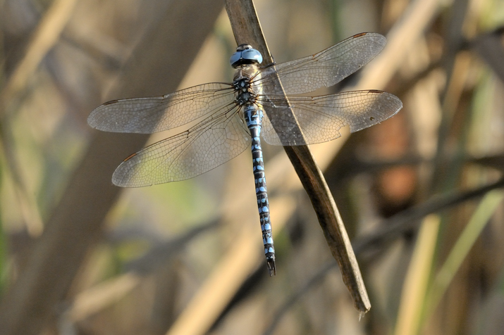 Anax imperator m. ... anzi no, Aeshna mixta